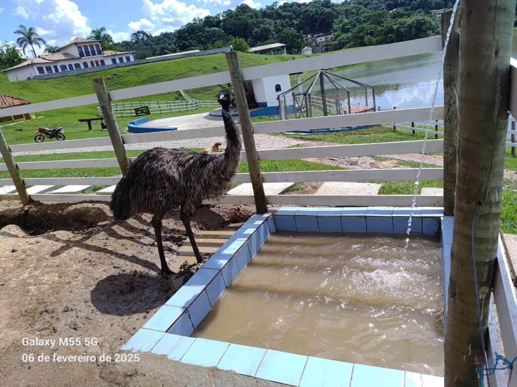 Pavão